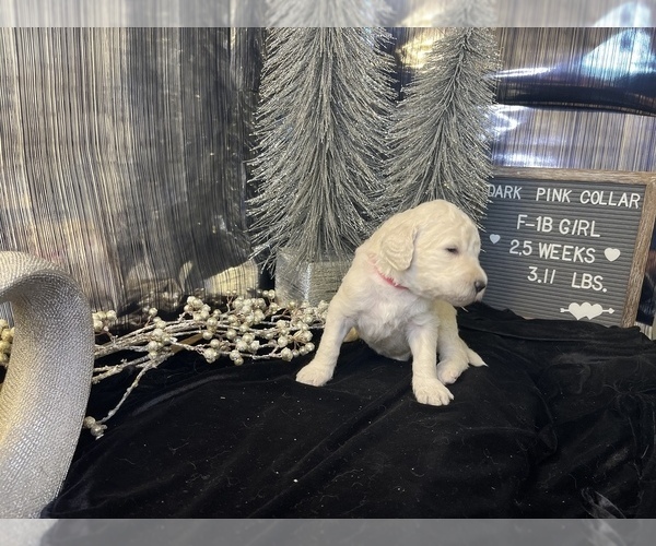 Medium Photo #2 Saint Berdoodle Puppy For Sale in QUEEN CREEK, AZ, USA