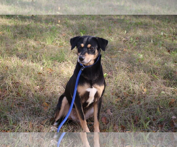 Medium Photo #3 Mutt Puppy For Sale in Jackson, MS, USA