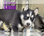 Small Photo #9 Siberian Husky Puppy For Sale in ASBURY PARK, NJ, USA