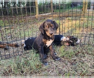 Catahoula Leopard Dog Puppy for sale in CUMBY, TX, USA