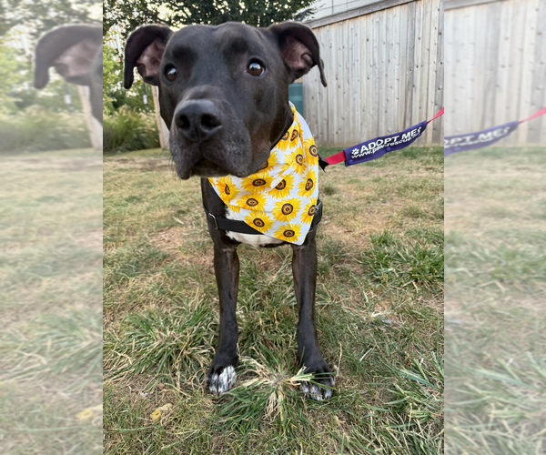 Medium Photo #1 Labrador Retriever-Unknown Mix Puppy For Sale in Greenbelt, MD, USA