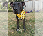 Small Labrador Retriever Mix