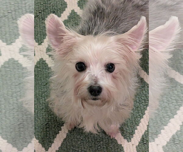 Medium Photo #1 Maltese-Unknown Mix Puppy For Sale in Greensboro, NC, USA