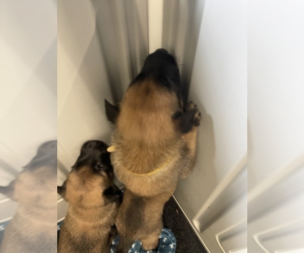 Medium Photo #237 Belgian Malinois Puppy For Sale in REESEVILLE, WI, USA