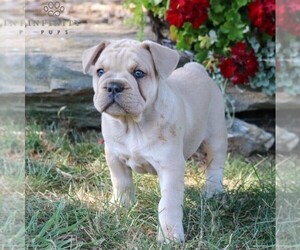 French Bulldog Puppy for sale in LANCASTER, PA, USA