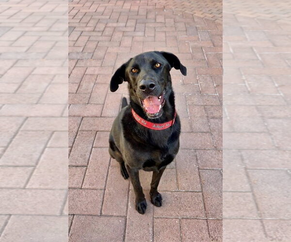 Medium Photo #3 Labrador Retriever-Unknown Mix Puppy For Sale in Newport Beach, CA, USA