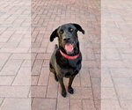 Small #2 Labrador Retriever Mix
