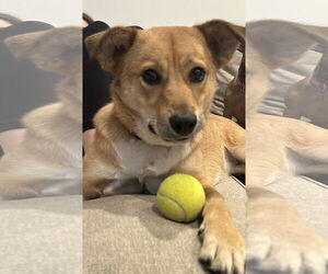 German Shepherd Dog-Unknown Mix Dogs for adoption in Farmington, MN, USA