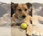 Small German Shepherd Dog Mix