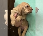 Red LM 8 - Male Bloodhound Puppy for Sale - Photo #6