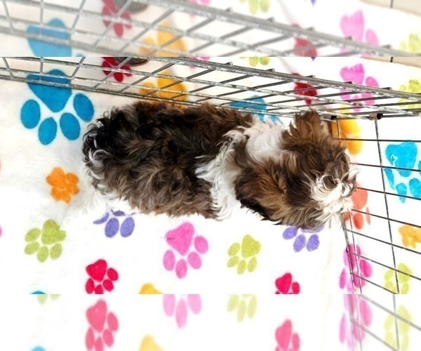 Medium Photo #4 Havashire Puppy For Sale in ORO VALLEY, AZ, USA