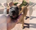 Small Photo #8 Belgian Malinois Puppy For Sale in SAINT GEORGE, UT, USA