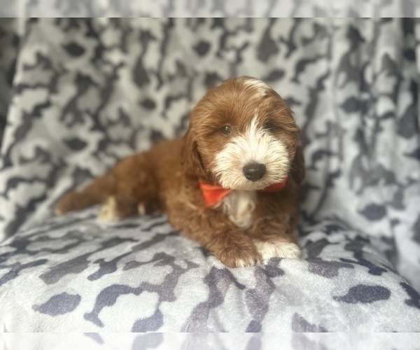 Medium Photo #3 Cavapoo Puppy For Sale in LAKELAND, FL, USA
