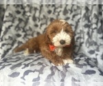 Small #2 Cavapoo