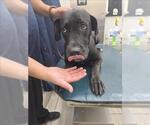 Small Great Dane Mix