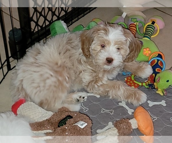 Medium Photo #13 Lhasa Apso Puppy For Sale in PHOENIX, AZ, USA