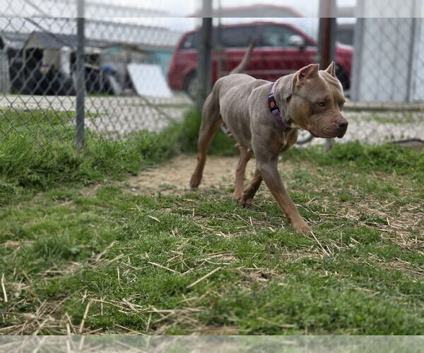 Medium Photo #2 American Pit Bull Terrier Puppy For Sale in Evansville, IN, USA