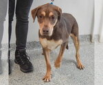 Small #4 Boxer-Chocolate Labrador retriever Mix