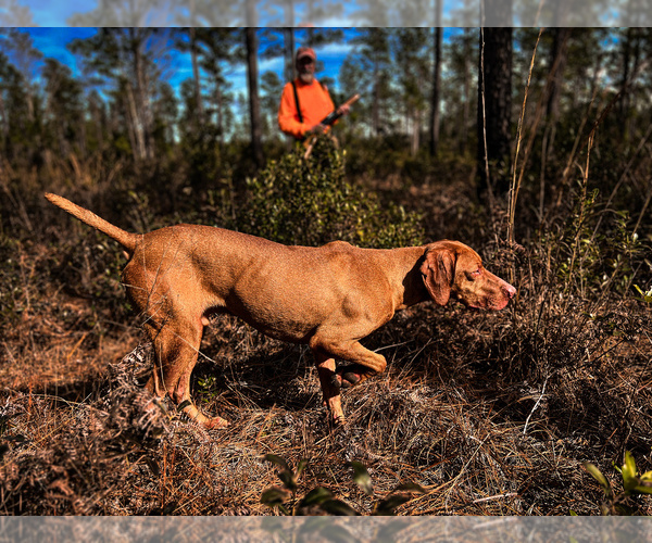 Medium Photo #10 Vizsla Puppy For Sale in SCREVEN, GA, USA