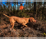 Small #9 Vizsla