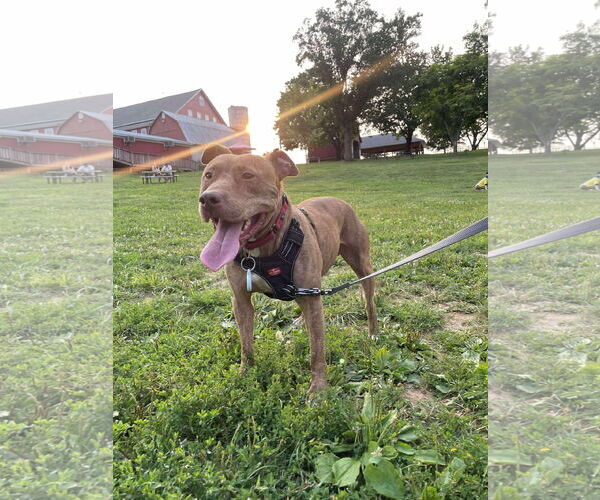 Medium Photo #5 American Pit Bull Terrier-Unknown Mix Puppy For Sale in Derwood, MD, USA