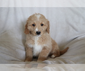 Goldendoodle (Miniature) Puppy for sale in SHILOH, OH, USA