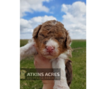 Small Photo #8 Aussie-Poo-Poodle (Standard) Mix Puppy For Sale in CHENOA, IL, USA