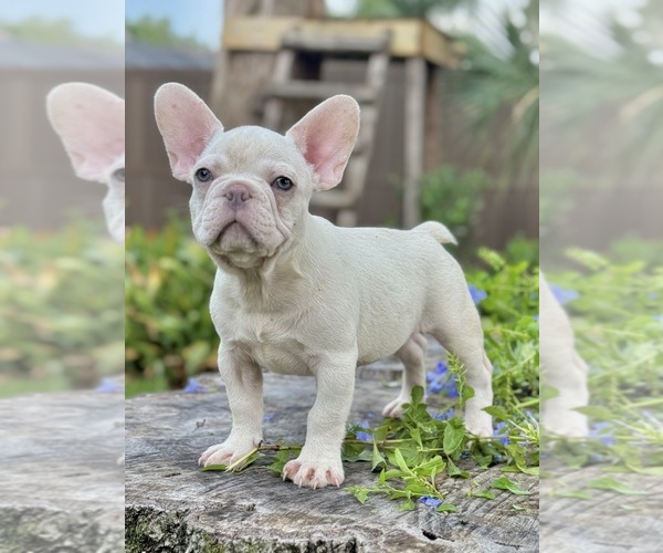 Medium Photo #4 French Bulldog Puppy For Sale in SAINT JOHNS, FL, USA