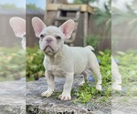 Small #3 French Bulldog