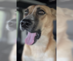 Small #4 German Shepherd Dog Mix