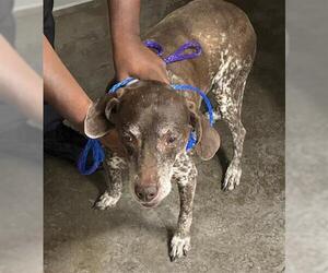 German Shorthaired Pointer Dogs for adoption in Houston, TX, USA