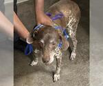 Small German Shorthaired Pointer