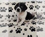 Small Beagle