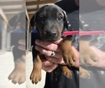 Small Photo #22 Doberman Pinscher Puppy For Sale in BEGGS, OK, USA