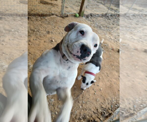 Medium Photo #3 Bullypit Puppy For Sale in Techny, IL, USA