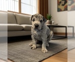 Small #4 Great Dane