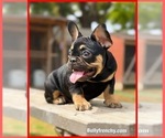 Small #1 French Bulldog