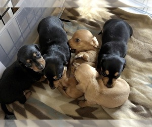 Dachshund