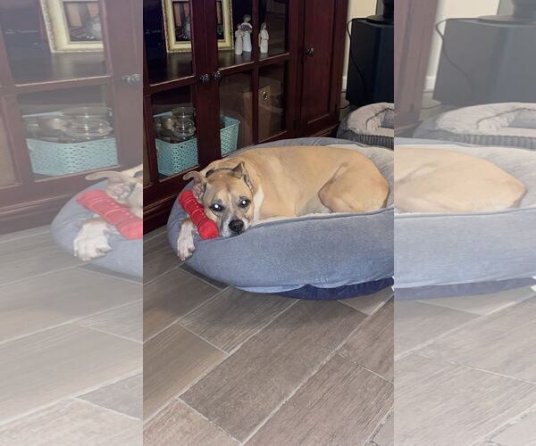 Medium Photo #3 Boxador Puppy For Sale in Chandler, AZ, USA