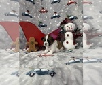 Puppy Dexter Shih Tzu