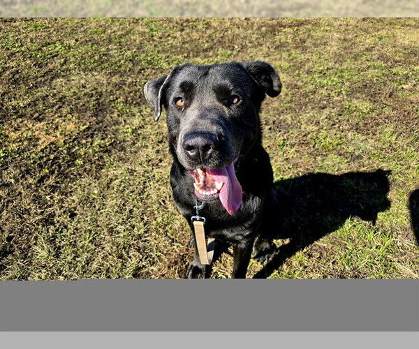 Medium Photo #2 German Shepherd Dog-Mastiff Mix Puppy For Sale in Ocala, FL, USA