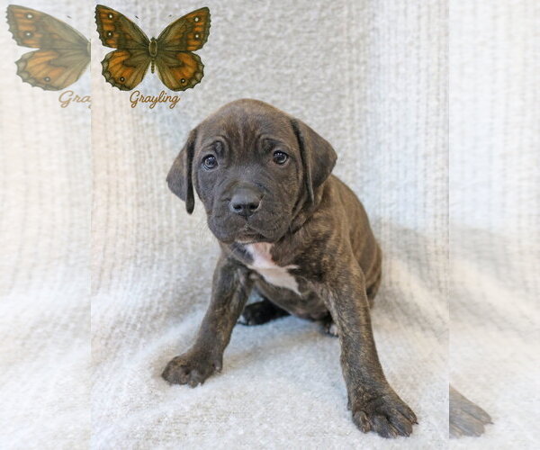 Medium Photo #4 Mastiff-Unknown Mix Puppy For Sale in Wakefield, RI, USA