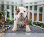 Small #2 Olde English Bulldogge