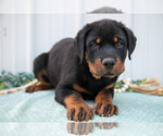 Puppy Drake Rottweiler