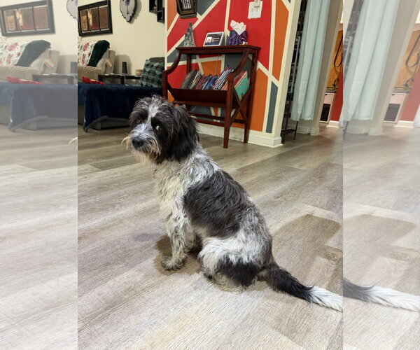 Medium Photo #7 Colonial Cocker Spaniel-Poodle (Miniature) Mix Puppy For Sale in Arlington, VA, USA