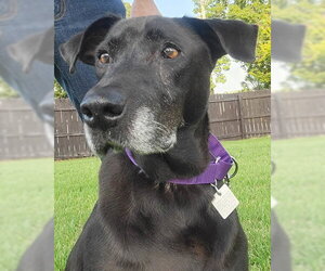 Mutt Dogs for adoption in Lake Wylie, SC, USA