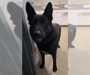 German Shepherd Dog Dogs for adoption in Santa Maria, CA, USA