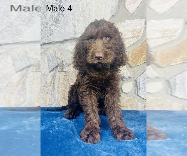 Medium Photo #7 Labradoodle Puppy For Sale in OCALA, FL, USA