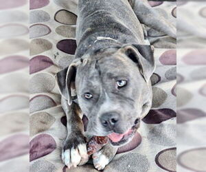 American Pit Bull Terrier-American Staffordshire Terrier Mix Dogs for adoption in Mesa, AZ, USA