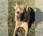 Small Photo #2 German Shepherd Dog-Unknown Mix Puppy For Sale in San Leon, TX, USA